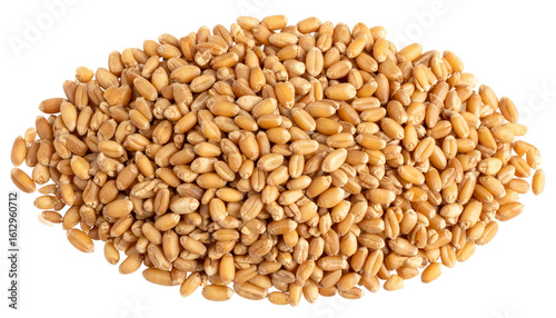 pile of raw wheat seeds natural texture isolated on transparent background 