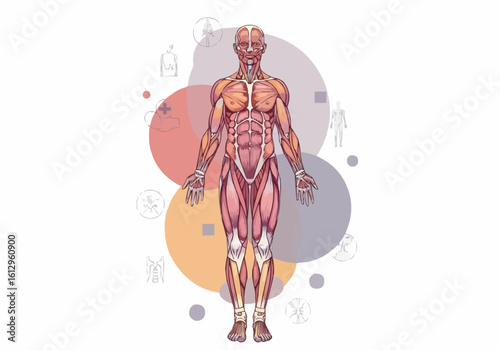 Human Musculature Displayed on Full Body Illustration