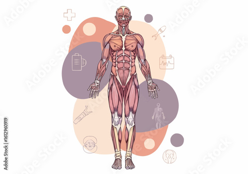 Human Musculature Displayed on Full Body Illustration