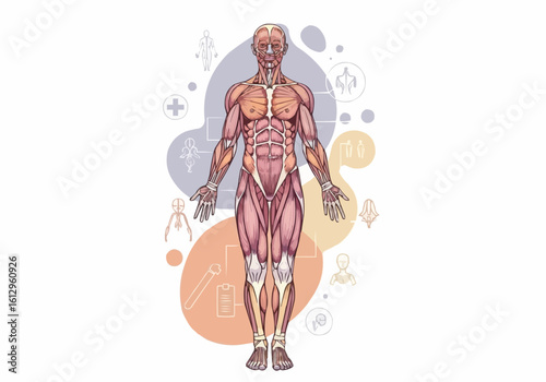 Human Musculature Displayed on Full Body Illustration