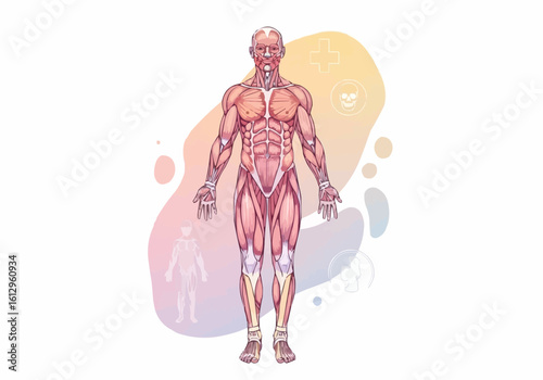 Human Musculature Displayed on Full Body Illustration