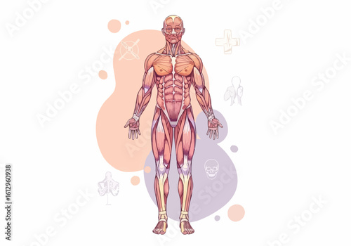 Human Musculature Displayed on Full Body Illustration
