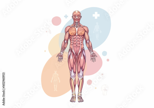 Human Musculature Displayed on Full Body Illustration