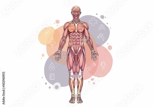 Human Musculature Displayed on Full Body Illustration