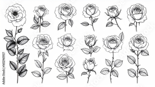 Fototapeta Naklejka Na Ścianę i Meble -  Detailed black and white line art illustration of various rose flowers and stems.