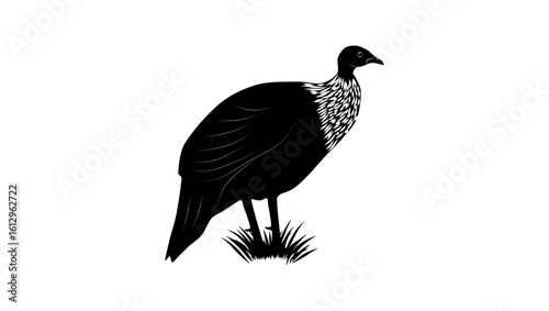 White-breasted Guineafowl bird , black isolated silhouette