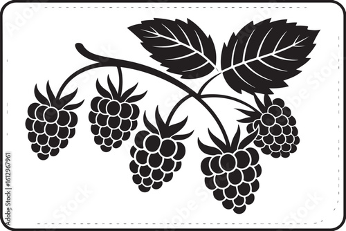 Black raspberries and leaves on a branch raspberry fruit