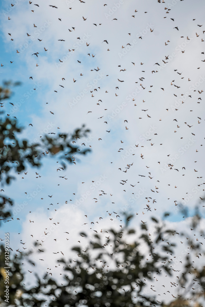 Obraz premium big swarm flock of birds in the sky sparrow