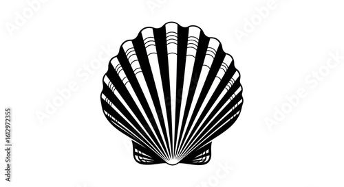 Illustration of a scallop shell with distinct radiating lines, presented in a clean black and white design.