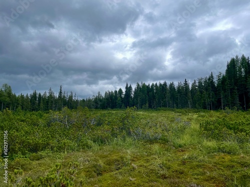 Schwarzenberg Moos
