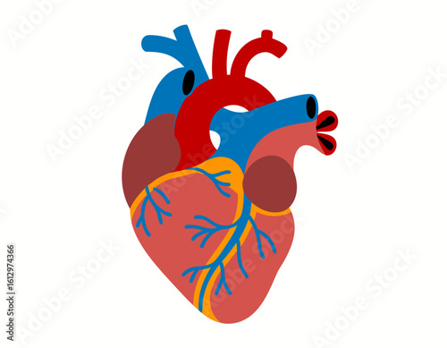 Colorful anatomical illustration of a human heart, highlighting its chambers and major blood vessels.