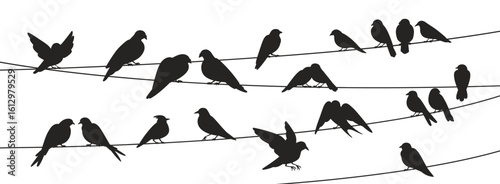 Birds flock on wire, perched on electric cable, sitting on power line. Black ...