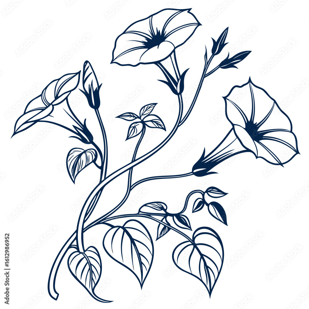 Naklejka premium vector illustration of ipomoea aquatica