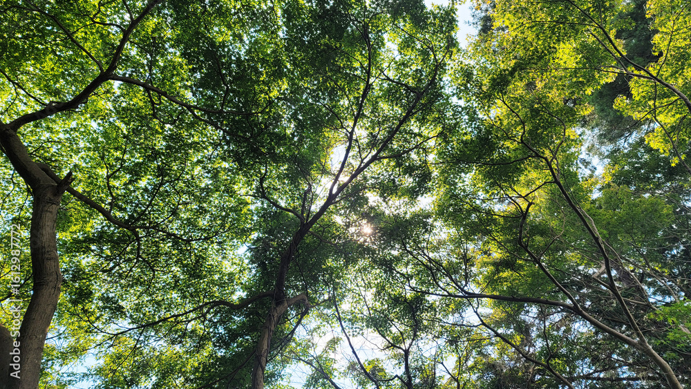 Fototapeta premium 日本の夏、イロハモミジ／Japanese summer, Japanese maple／일본 여름, 일로 하모미지