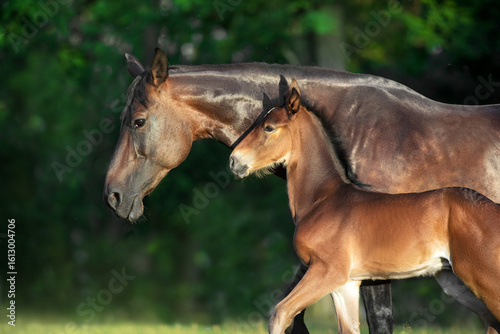 Mare and foal in sunlight