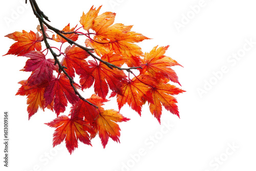 Vibrant Autumn Maple Leaves Branch Isolated Black Background, isolated on a transparent background