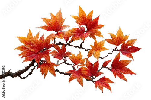 Autumn Maple Branch Vivid Orange Red Leaves Dark Background, isolated on a transparent background