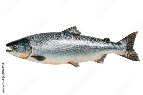 Fresh Silver Salmon Fish Black Background Seafood Ocean Food Protein Healthy Diet Cooking Recipe, isolated on a transparent background
