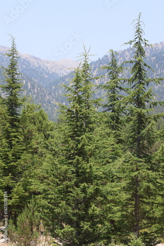 Cedrus libani  (Cedar of Lebanon) trees on taurus mountains in turkey