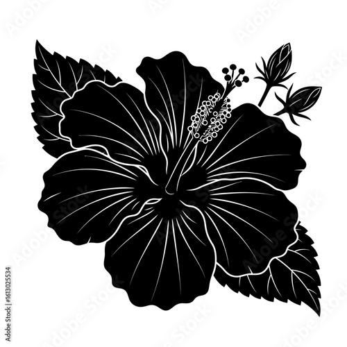 Bold black hibiscus flower with detailed stamen and two unopened buds