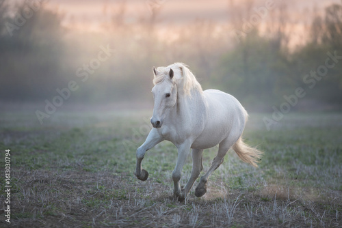 White horse run free in sunlight