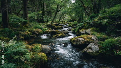 Serene Forest Stream Flowing Through Lush Green Nature Scene