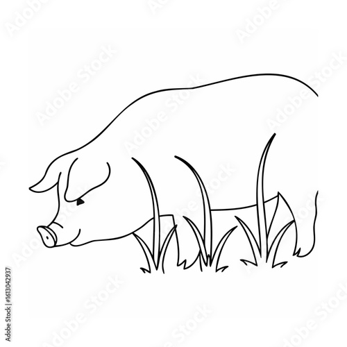 Pig foraging in grass swine rooting