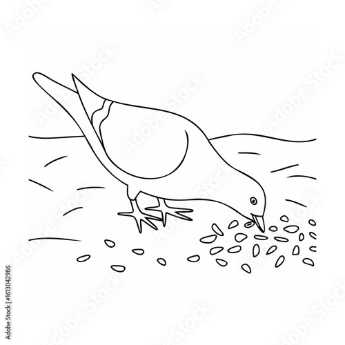 Pigeon pecking seeds on ground bird