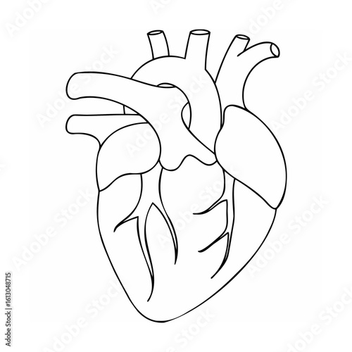 Anatomical human heart outline anatomy medical