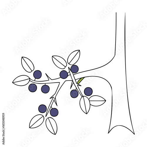 Thorny branch with berries and leaves tree thorns