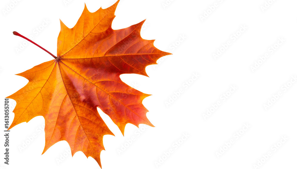 Fototapeta premium Autumn maple leaves isolated on white background