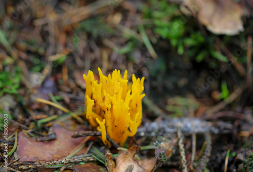 Ein Pilz, ein Schwamm auf einem Stock.