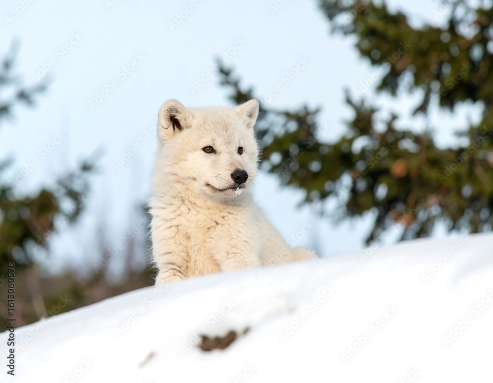 Obraz premium White wolf pup in snow