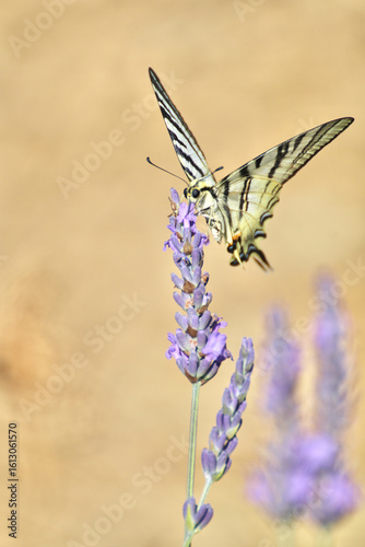 Mélèzes et montagne enneigée 
