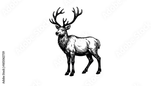 Caribou illustration in black and white sketch style  