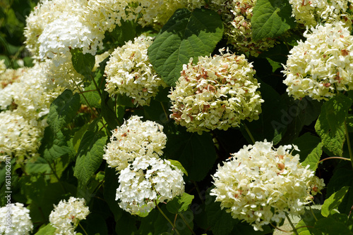 Beautiful white Hydrangea arborescens blossoms in full bloom, flourishing in a garden setting with lush green foliage.