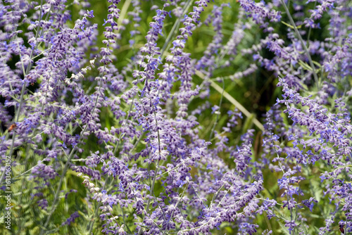 Beautiful Salvia abrotanoides lavender flowers in full bloom create a stunning display in the garden.