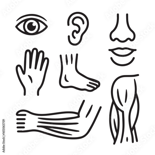 Body Part Medical Diagram Line Icon Set – Eyes, Ears, Nose, Mouth, Hand, Foot, and Muscular System Symbols