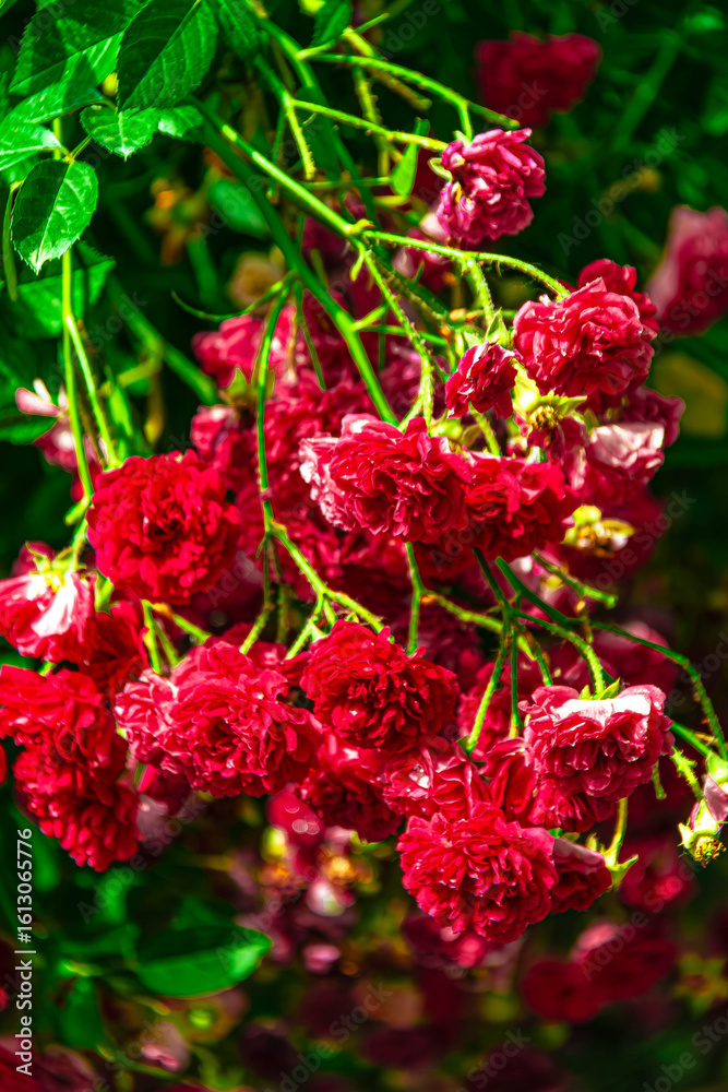 Fototapeta premium red and yellow flowers