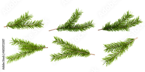 Set of christmas tree branches isolated on white