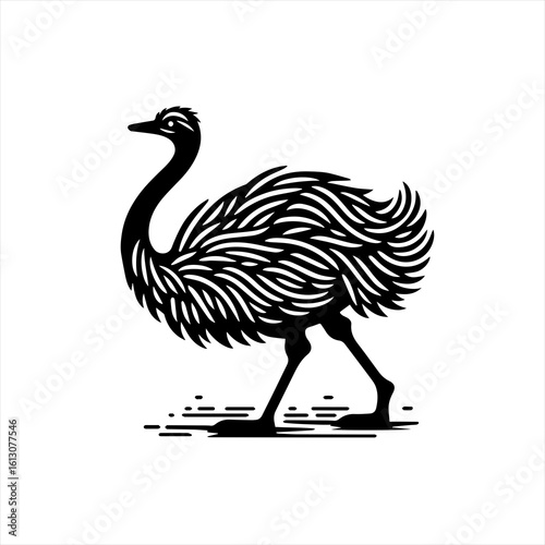 Emu bird illustration