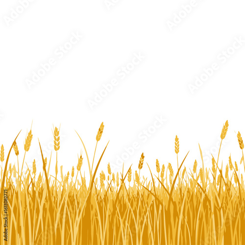 Golden Wheat Field Border Illustration on White Background