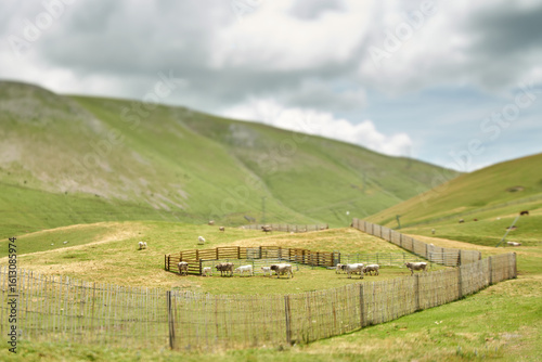 A herd of cows in miniature on top of a green mountain inside a corral surrounded by green grass with the sky and fences below blurred.              