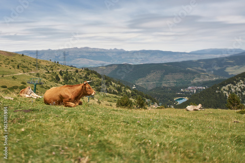 Close-up of a cow in a meadow on top of a green mountain with mountains in the background, the sky with clouds and with a slight blur above and below the image 
