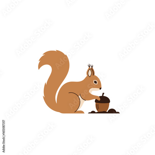 Brown squirrel burying an acorn. Simple flat cartoon illustration of a cute forest animal on white.