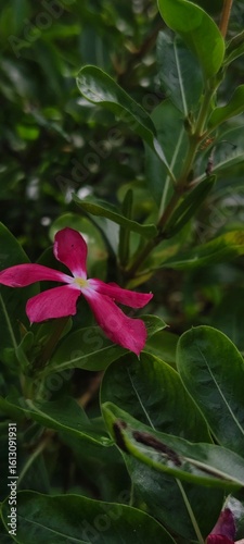red flower in the garden