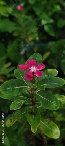pink flower in the garden