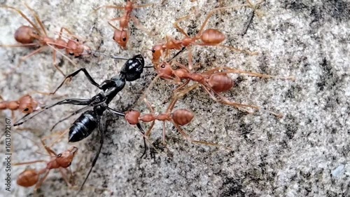 Closeup Macro Shot of Weaver Ants Working Together to Carry a Dead Black Ant as Prey on a Rock Surface, Teamwork and Nature Wildlife Footage