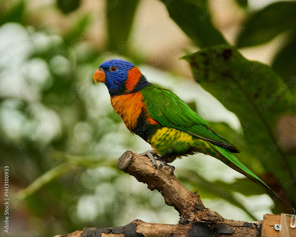 Fototapeta premium Rainbow lorikeet on forest perch