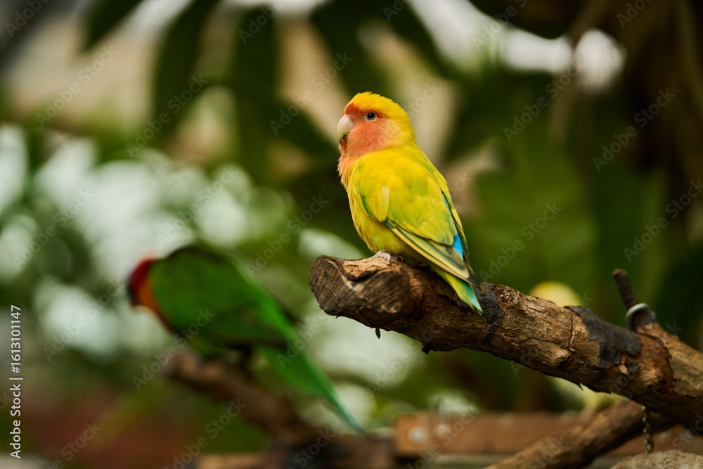 Fototapeta premium Lovebird on branch with blurred parrot